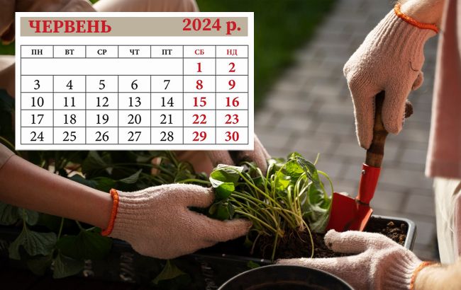 Посівний календар на червень 2024: що та коли потрібно робити на городі, аби мати гарний врожай