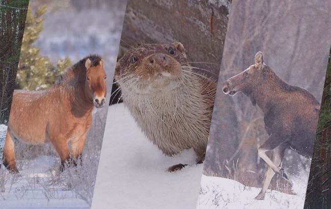 У Чорнобилі розповіли, хто з тварин скидає роги, і навіщо вони це роблять (фото)