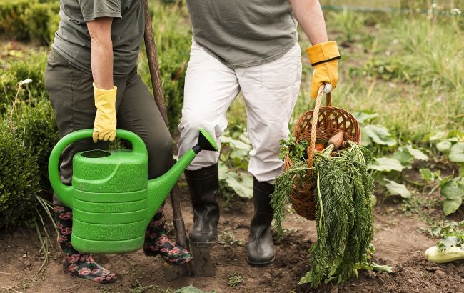 Чем подкормить морковь для богатого урожая сладких плодов