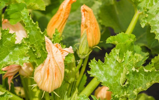 Подкормите этим в июне кабачки и соберете по ящику с куста