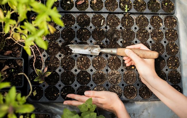 Що губить розсаду і як цього не допустити: тривожні ознаки і способи врятувати рослини