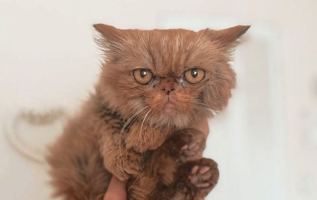 Кошка Шафа из Бородянки уже со своей настоящей хозяйкой: милые фото знаменитого пушистика