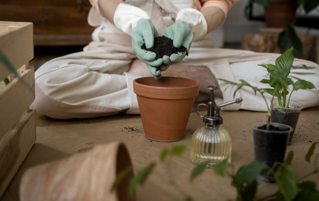 Комнатные растения, которые подойдут абсолютно всем: просты в уходе и не навредят здоровью