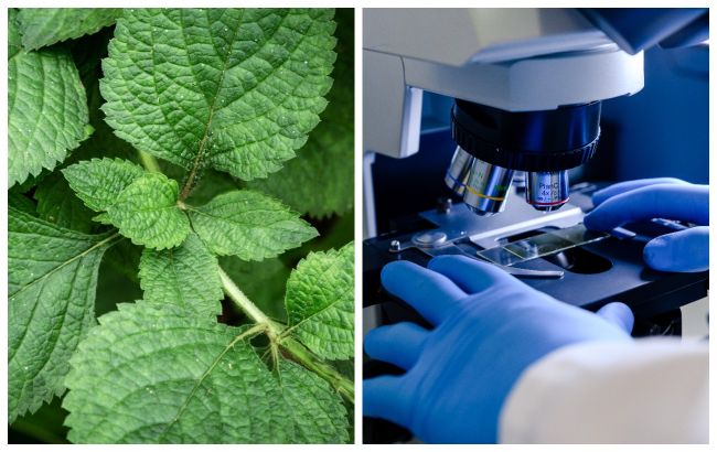Як "жалить" кропива під мікроскопом. На це відео боляче навіть дивитися