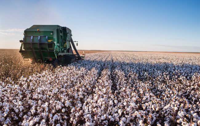 Аграриям платят за хлопок? Кто получит 10 тысяч за гектар и как подать заявку