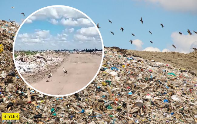 В Харькове заметили аномальное нашествие аистов на городской свалке (видео)