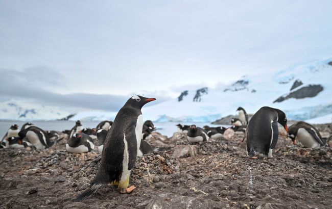 У США пояснили, навіщо обклали митом навіть безлюдні острови