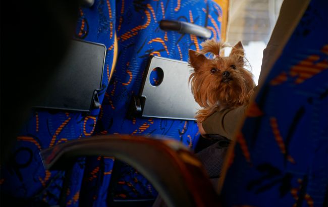 Вперше в Україні: затверджено офіційні правила перевезення тварин у автобусах