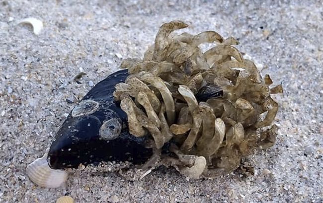 На берегу Азовского моря нашли причудливых созданий: что оно такое?! (фото)