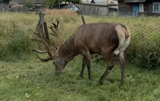 В Ровенской области известного оленя Бориса сбила машина: что установила полиция