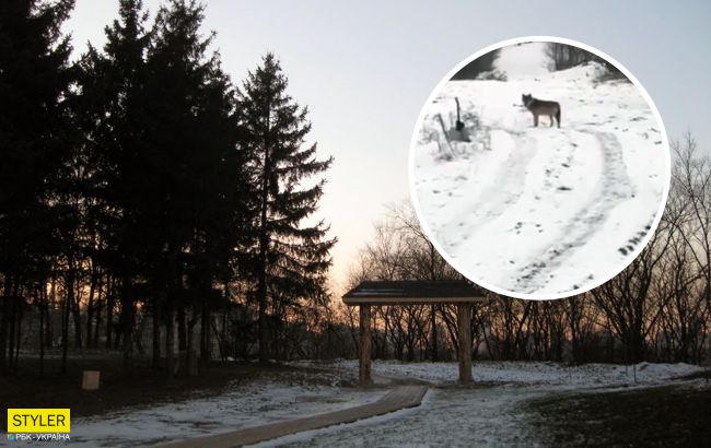 В центре Киева заметили волка: удержитесь от прогулок в этом районе