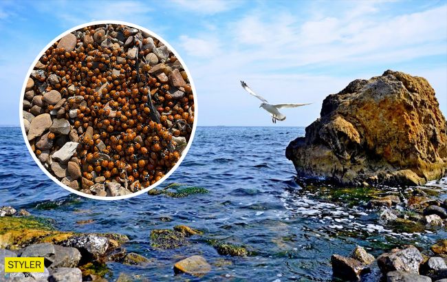 Пляжи Одессы атаковали полчища жуков! Взгляните на эти фото