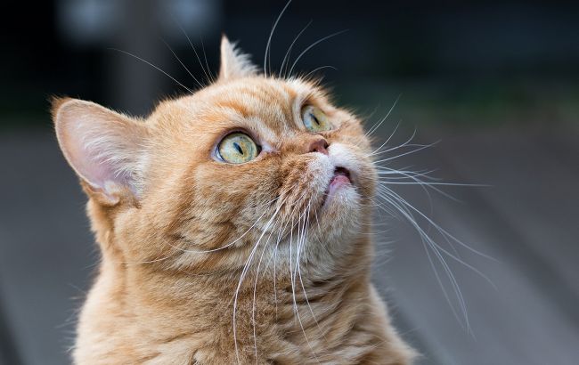 Куди потрібно викидати котячий наповнювач і як його краще утилізувати