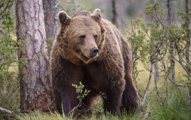 Бежать или замереть: как выжить при встрече с медведем в Карпатах