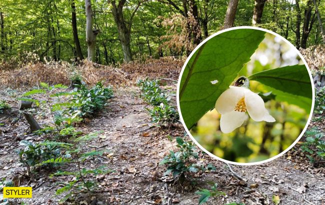 В Украине среди осени зацвел чай на уникальной плантации: яркие фото