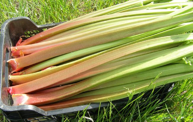 Цей незвичайний овоч рятує від старіння: росте майже на кожному городі