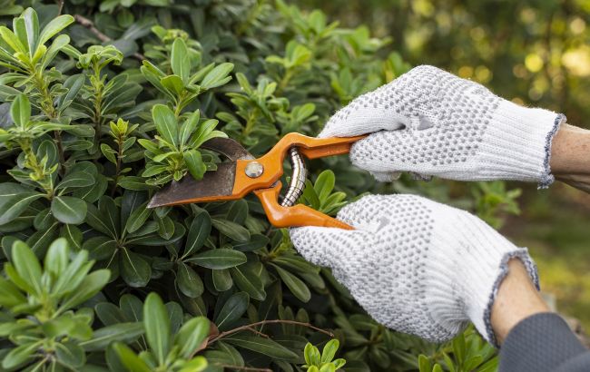 Последний шанс. Эти четыре растения обязательно нужно обрезать в феврале, чтобы они были здоровыми