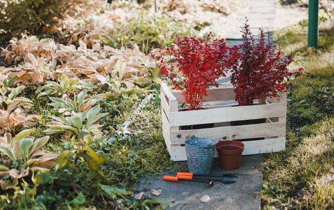 Названо 5 "нешкідливих" рослин у вашому саду, які насправді дуже небезпечні