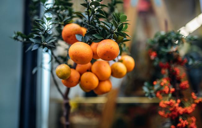 Как вырастить мандарин на подоконнике: полезные советы