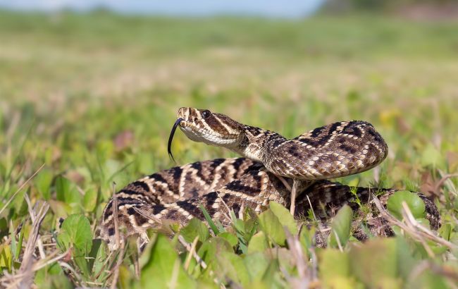 Жара в Украине "активизировала" смертоносных животных: гид по выживанию