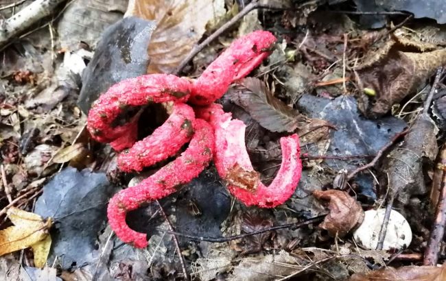 "Пальцы дьявола". Стоит ли опасаться странных грибов, пугающих украинцев