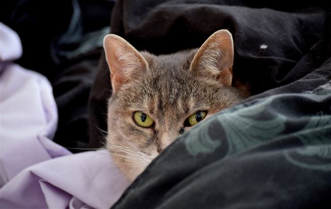 Дізнайтеся, чому коти так люблять спати у ногах