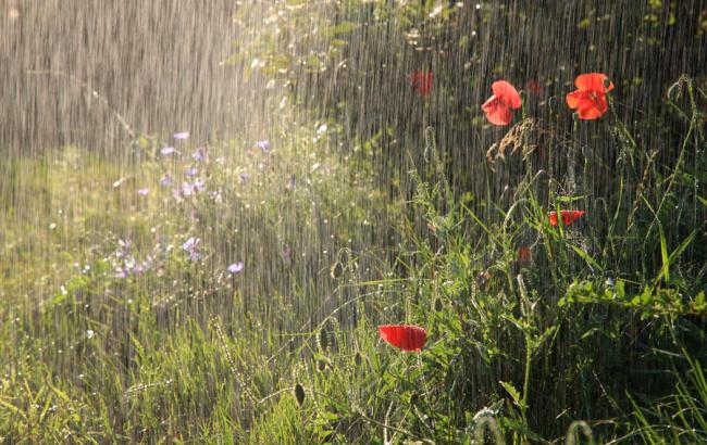 Погода на сегодня: в Украине дожди, температура до +31