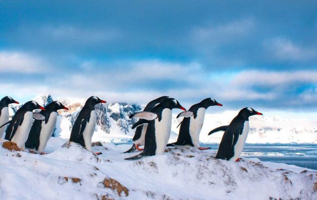 Полярники показали тварин, які виходять з води лише для створення сім'ї: милі фото
