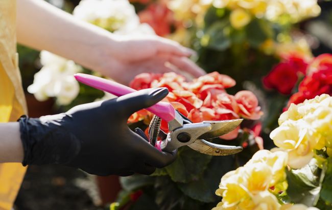 Названы три растения, которые нужно срочно обрезать, чтобы они пышно цвели летом