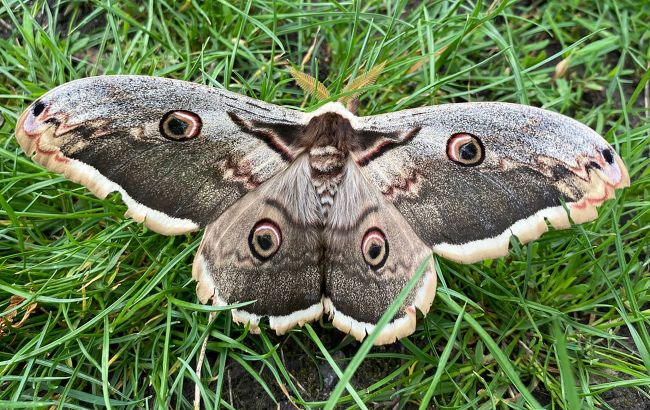 В Одесской области заметили самую большую бабочку Европы: почему увидеть ее - большая удача?