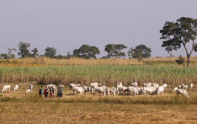 В Нигерии за 2 года столкновений между фермерами и пастухами погибло более 3 тыс. человек