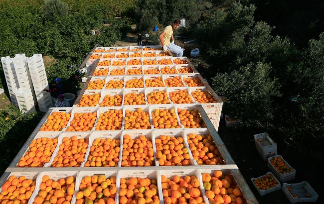 Китай в ответ на визит Пелоси заблокировал импорт некоторых товаров из Тайваня