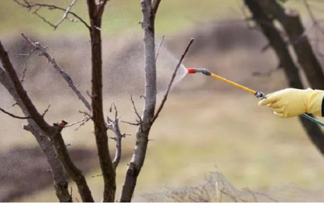 Не спешите убирать сад весной: неожиданная польза "беспорядка"