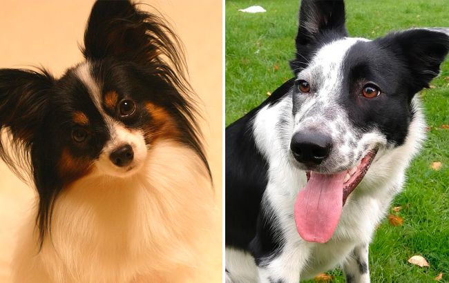 Хто розумніший за пуделя? Топ-5 собак, які вражають інтелектом