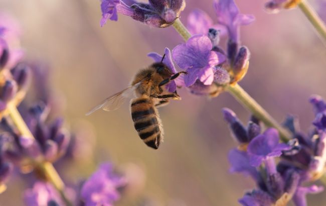 Які свята 19 серпня: що категорично не можна робити сьогодні і головні прикмети дня
