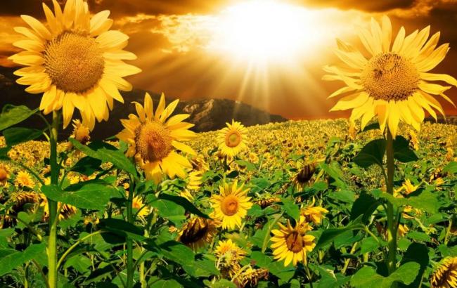 Соняшник - корисна рослина