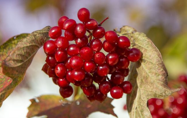 Польза этой ягоды просто невероятная: когда нужно применять калину и кому ее категорически нельзя