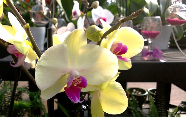 Коли орхідею обов'язково пересаджувати і як правильно це робити: інструкція