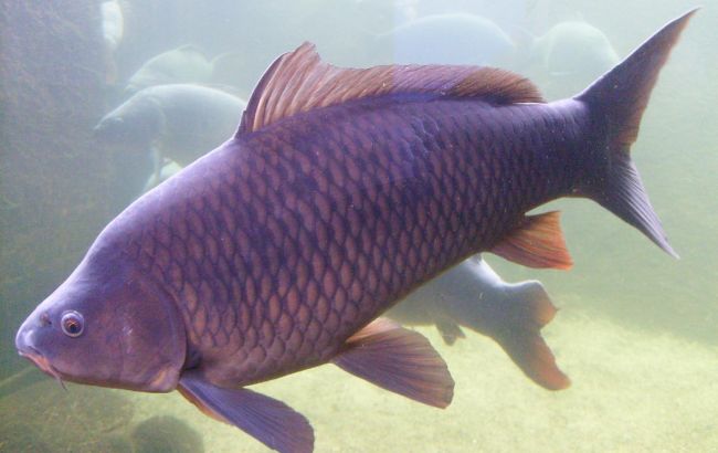 Всі карасі й коропи будуть ваші: кращі рецепти прикормки зі звичайних продуктів