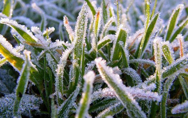 В Украине прогнозируют ночные заморозки