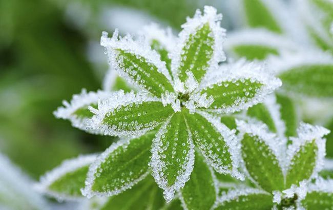 В Украине предупредили о ночных заморозках