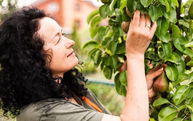 Обробляємо дерева і кущі від шкідників без використання "хімії": найкращі способи