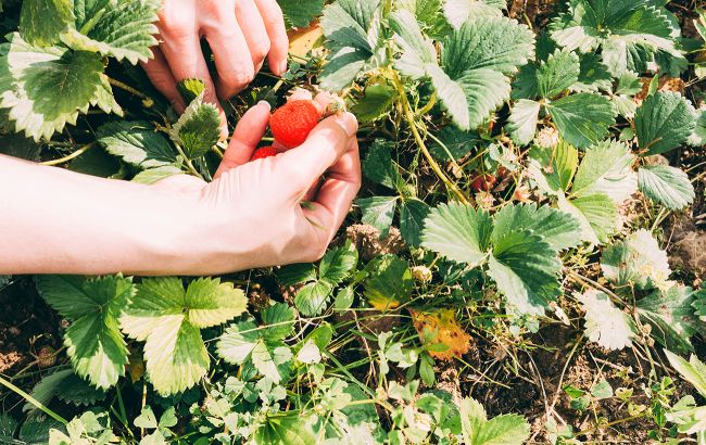 Клубника вырастет мелкой из-за этих трех банальных ошибок