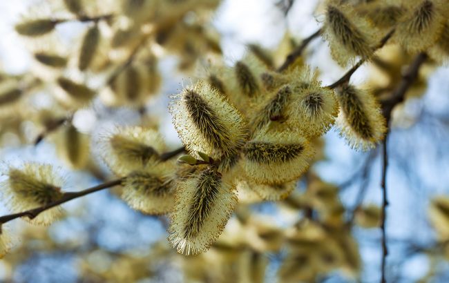 Які молитви обов'язково прочитати у Вербну неділю, щоб захистити всю сім'ю