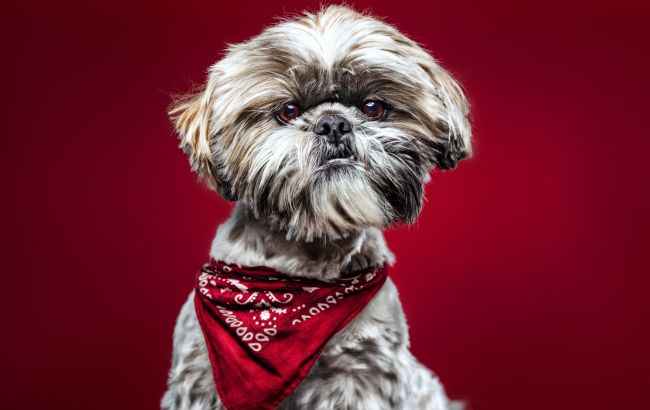 Чого ніколи не побачать собаки, і якого кольору їхній світ