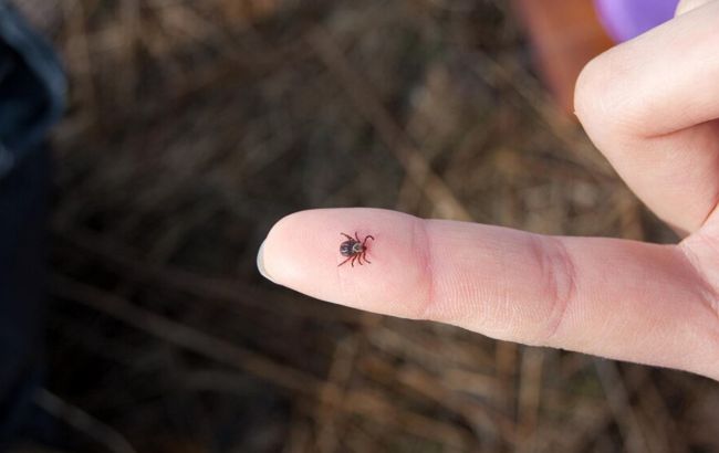 Без помощи врача. Назван самый лучший способ вытащить клеща