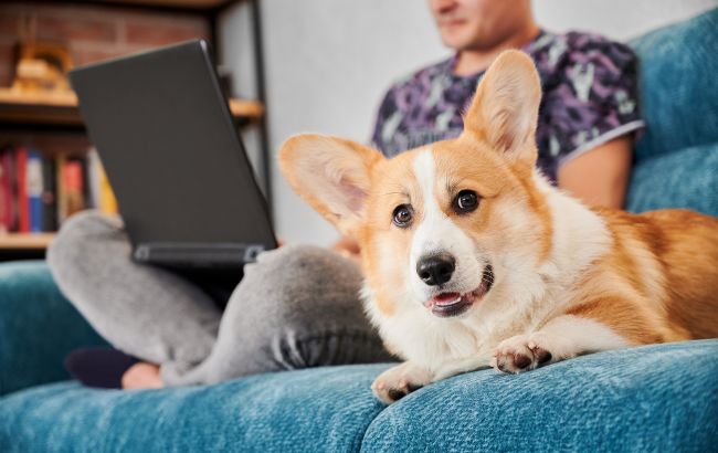 7 продуктів, які ніколи не можна давати собаці