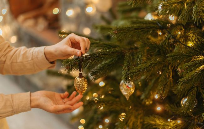 В какую цену живые елки и сосны. Какую выбрать, чтобы дольше стояла