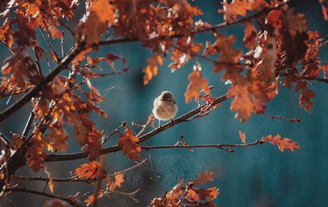 20 важливих народних прикмет, на які восени варто звернути увагу городнику