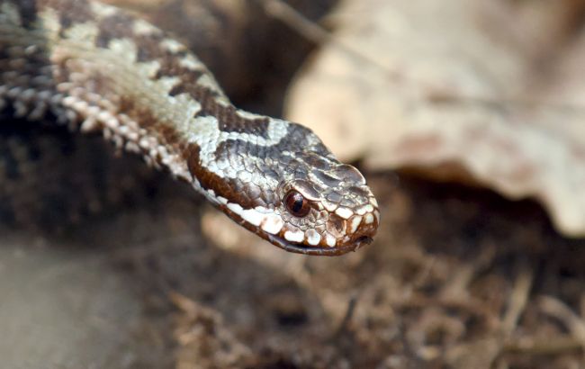 Літо зі зміями? У МОЗ розповіли, де найбільше постраждалих і як вберегтись